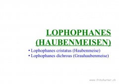 Lophophanes (Haubenmeisen)